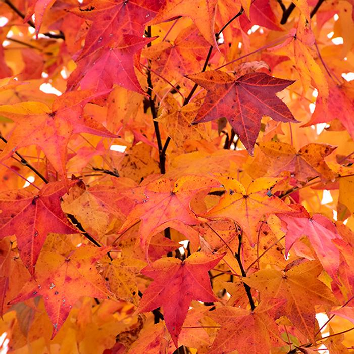 Fall leaf color on Happidaze Pyramidal Sweetgum - Image property of and used with permission from Hans Nelson & Sons