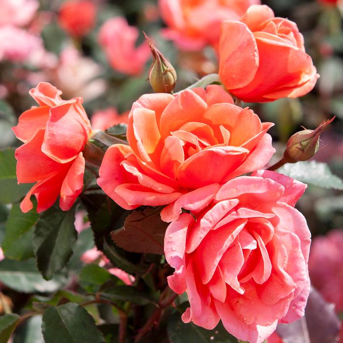 CORAL KNOCK OUT® ROSE