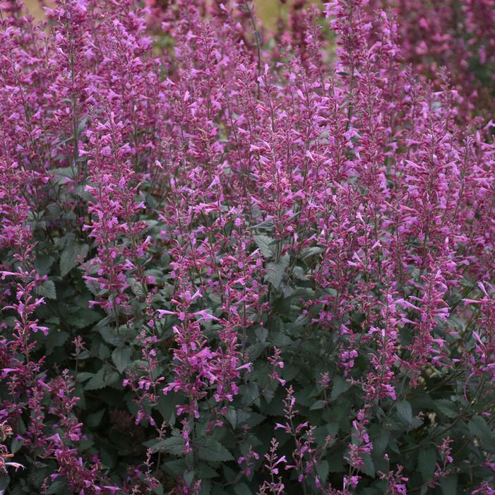 MEANT TO BEE™ ROYAL RASPBERRY HYSSOP