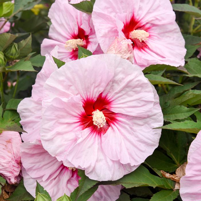 SUMMERIFIC® ALL EYES ON ME HARDY HIBISCUS