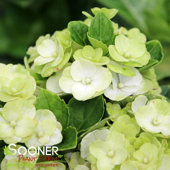 GRIN AND TONIC™ HYDRANGEA
