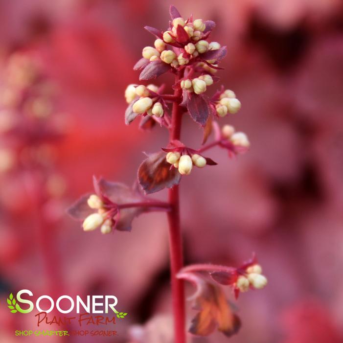 PRIMO® PEACHBERRY ICE CORAL BELLS