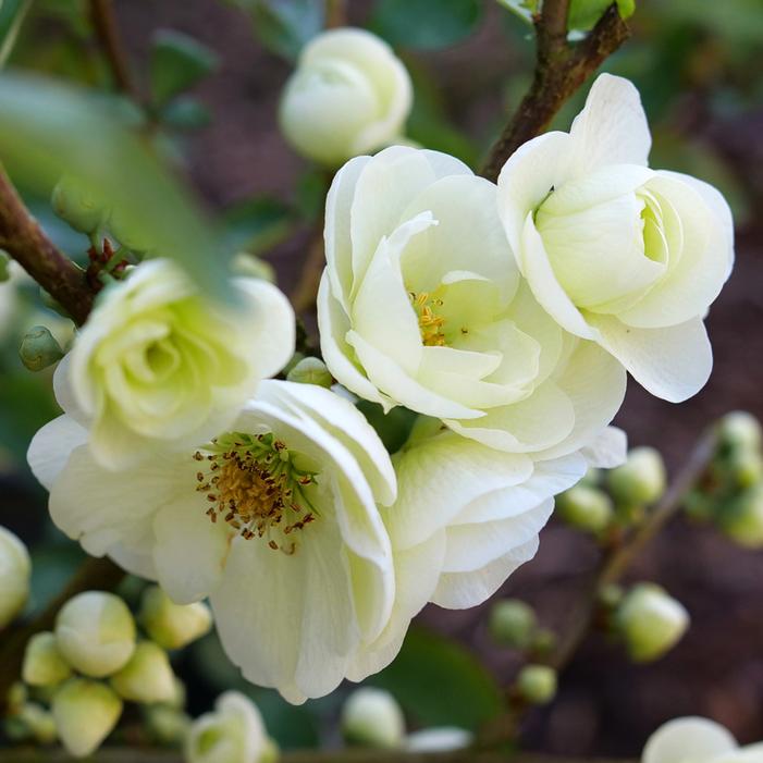 DOUBLE TAKE® ETERNAL WHITE QUINCE