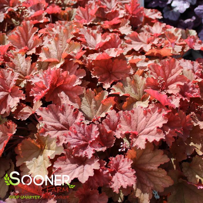 PRIMO® PEACHBERRY ICE CORAL BELLS