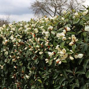 Michelia (Magnolia) x 'MicJur02'