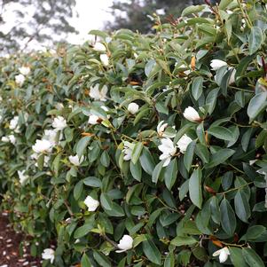 Michelia (Magnolia) x 'MicJur05'