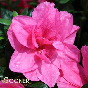 <em>Rhododendron</em> AUTUMN EMPRESS® ENCORE® AZALEA: 